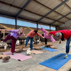 Yoga tussen de geiten bij Aai & Vlaai